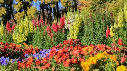 Spring Colours - Cowra 